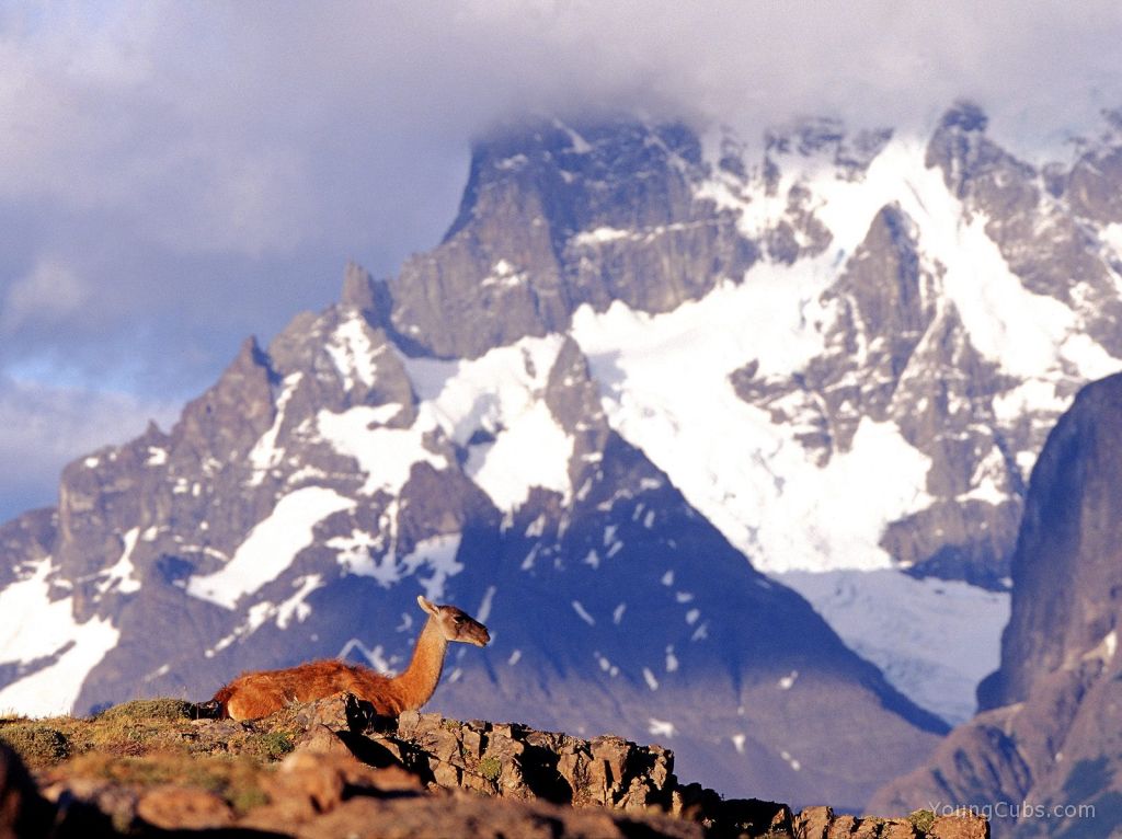 Lama Guanicoe, Torres del Paine, Chile